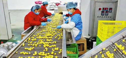 农村创业新思路 三个投资小、前景好的小型加工厂项目